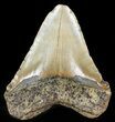 Bargain, Megalodon Tooth - North Carolina #47830-2